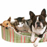 Pet Housecalls Inc. - Bloomington, IN - Mobile Veterinarian Serving Monroe County- Welcome to our site!
