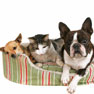 Pet Housecalls Inc. - Bloomington, IN - Mobile Veterinarian Serving Monroe County- Welcome to our site! Pet Housecalls Inc. - Bloomington, IN - Mobile Veterinarian Serving Monroe County- Welcome to our site!